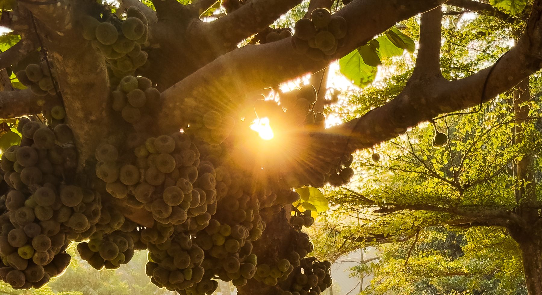 Fruit Clusters On Tree With Sunlight